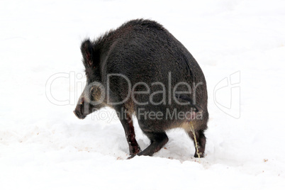 urinierendes wildschwein