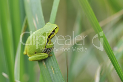 Europäischer Laubfrosch