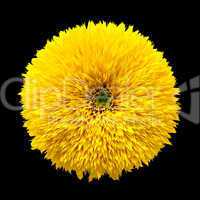 decorative flower sunflower on black background