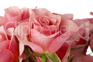 Pink Roses