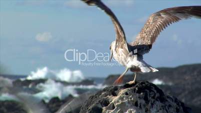 seagull fight for place soft heat haze