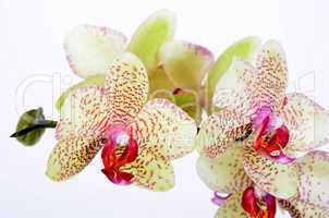 Orchideen Blüten Zen Wellness