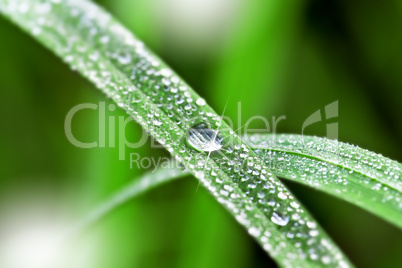 water drops on green grass