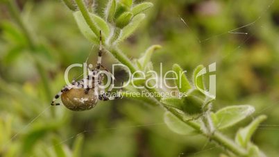 Macro shot of  spider