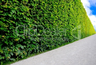 Endless hedge