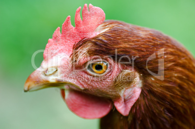 Haed of a chicken