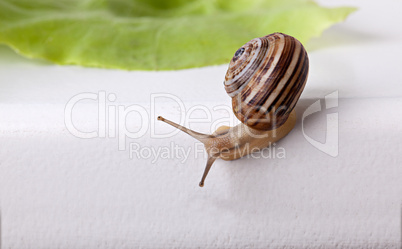 Gefleckte Weinbergschnecke Cornu aspersum