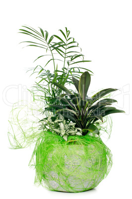 Houseplant