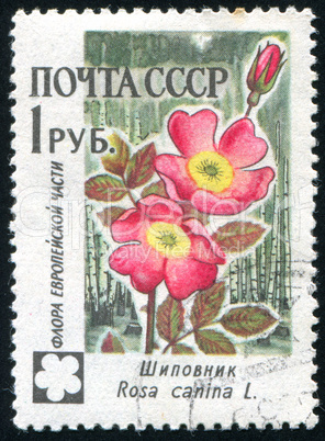 postage stamp postage stamp