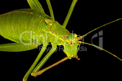 Grasshopper 2