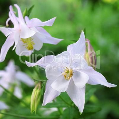 white flowers