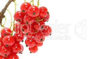 red currant