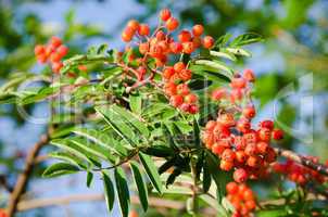 Rowan fruits, Sorbus aucuparia