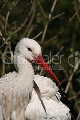 Storch