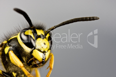 head of wasp in grey background