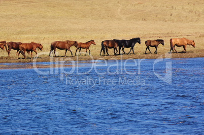 Landscape of lake and horses