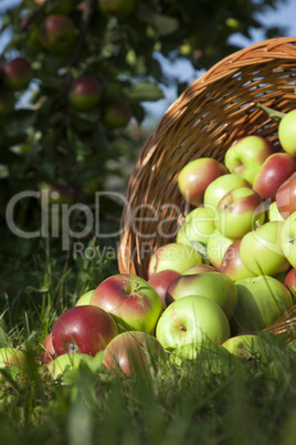 Apfel