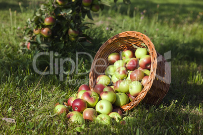 Apfel