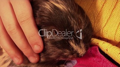 guinea pig