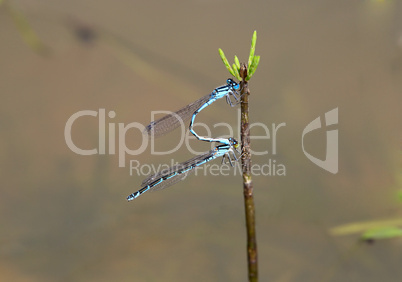 blue damselfly