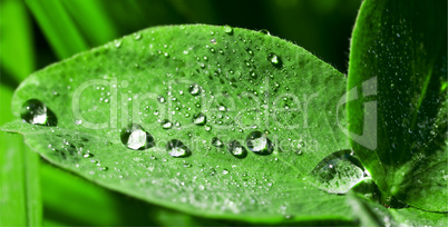 green leaves with water drops