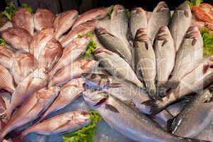 fresh fish at a fish market