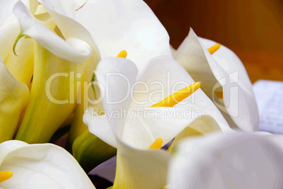 Cala lily bunch