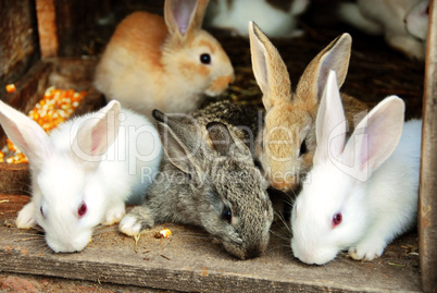 Bunny Rabbits family