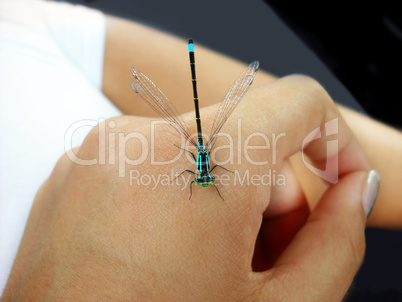 Small dragonfly on hand