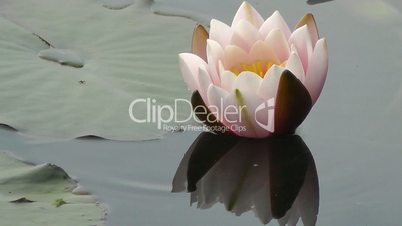 Water lilie - Seerose