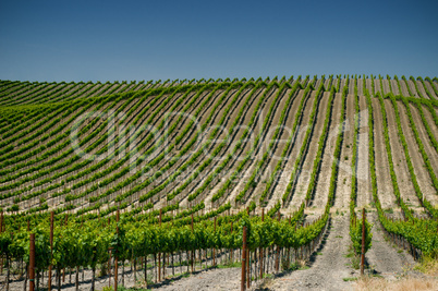 vineyards of napa valley, usa