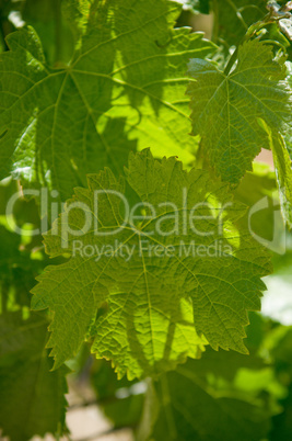 Grape leaves, shallow focus