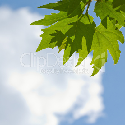 green leaves over blue sky background