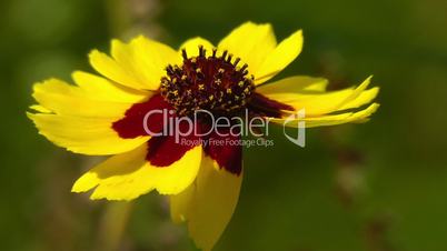 Feldblume - Field flower