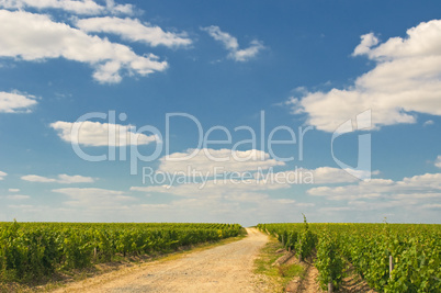 vineyards in bordeaux