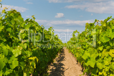vineyards in bordeaux, very shallow focus