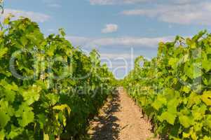 vineyards in bordeaux, very shallow focus
