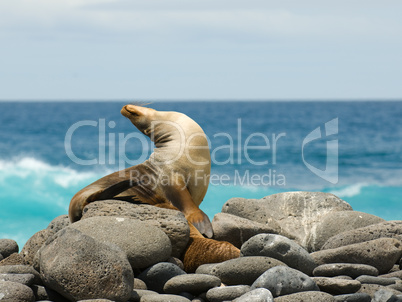 sea lion