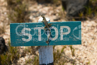 stop sign and the lizard