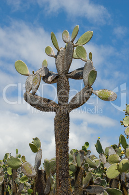 opuntia cactus, galapagos islands, ecuador