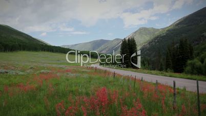 (1268B) Beautiful Summer Hign Mountain Wilderness Landscape with Meadow of Wildflowers and Bicycling Road - Aspen Colorado