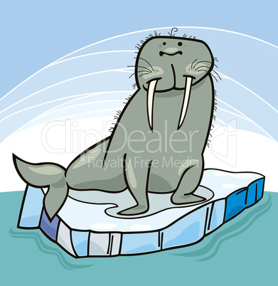 Walrus on floating ice