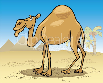 dromedary camel on desert