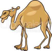 dromedary camel