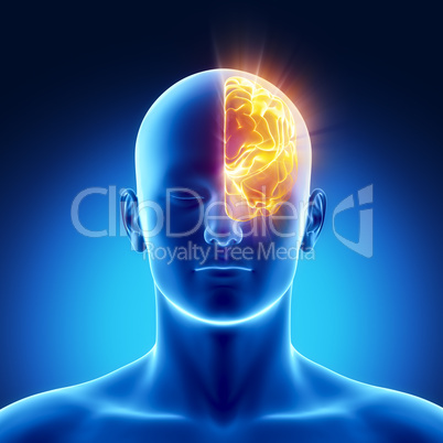 Left hemisphere concept