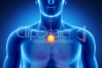 Male thymus anatomy