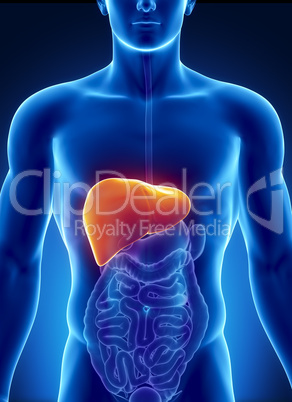 Male liver anatomy with digestive organs