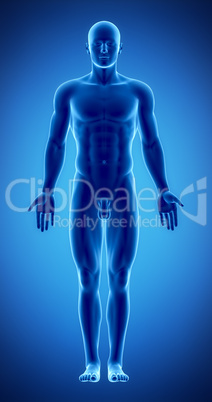 Male figure in anatomical position