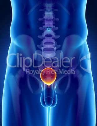 Human bladder anatomy with pelvis and spine