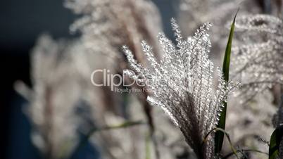 Silver feather grass